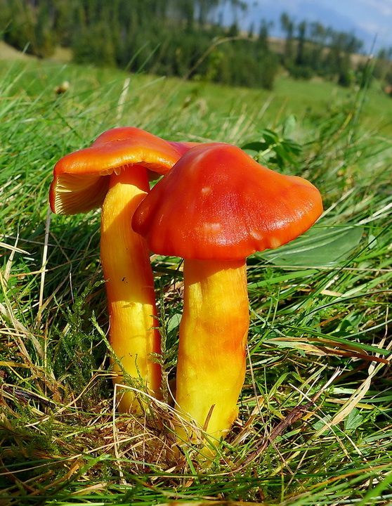 lúčnica granátovočervená Hygrocybe punicea (Fr.) P. Kumm.