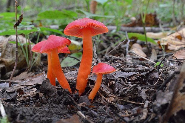 lúčnica Hygrocybe sp.