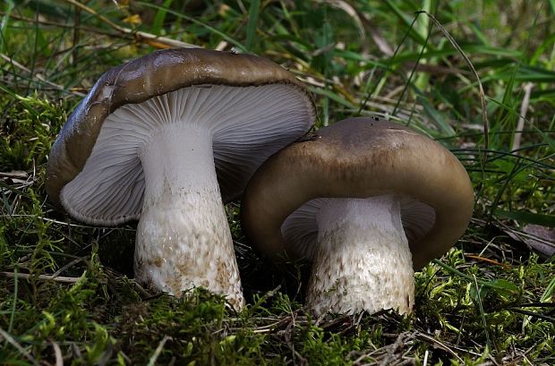 šťavnačka hnedobiela Hygrophorus latitabundus Britzelm.