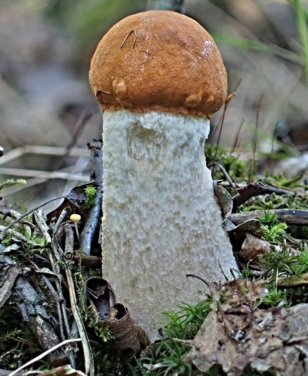 kozák osikový Leccinum albostipitatum den Bakker & Noordel.