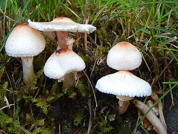 bedlička Lepiota sp.