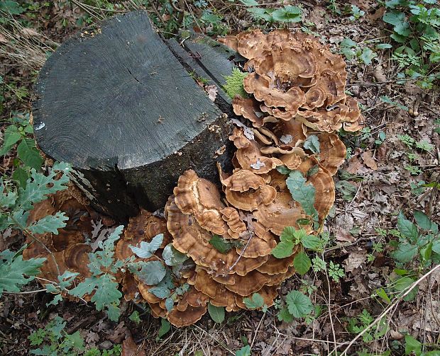 vejárovec obrovský Meripilus giganteus (Pers.) P. Karst.