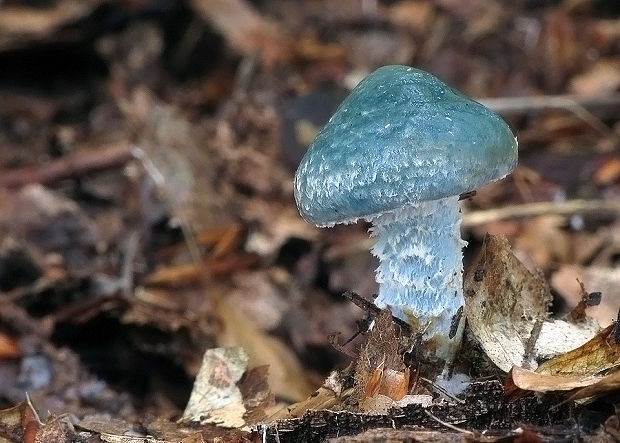 golierovka zelenomodrá Stropharia caerulea Kreisel