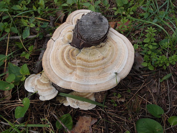 trúdnikovec chlpatý Trametes hirsuta (Wulfen) Lloyd