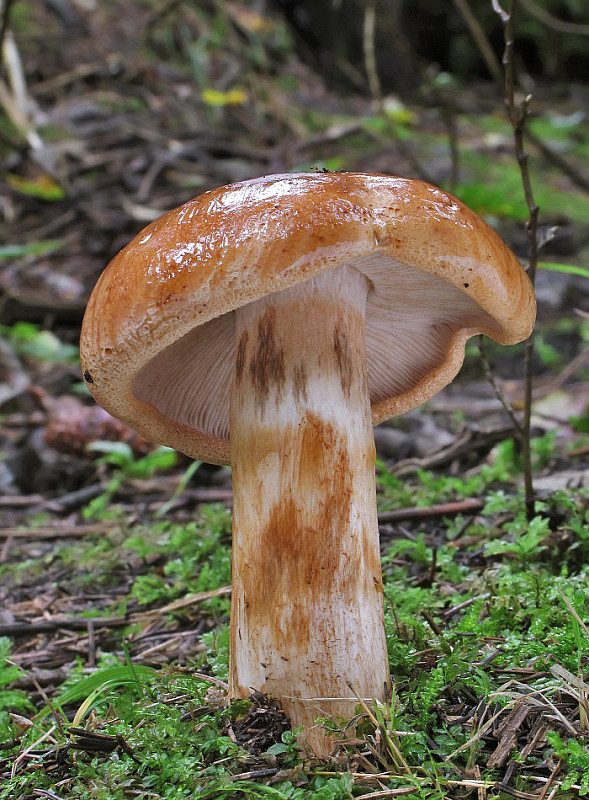 čírovka mäsitá Tricholoma pessundatum (Fr.) Quél.