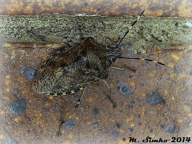 bzdocha sivastá  Rhaphigaster nebulosa