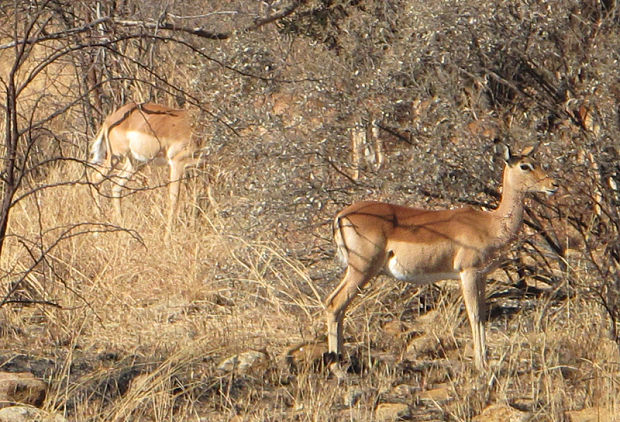 impala juhoafrická Aepyceros melampus