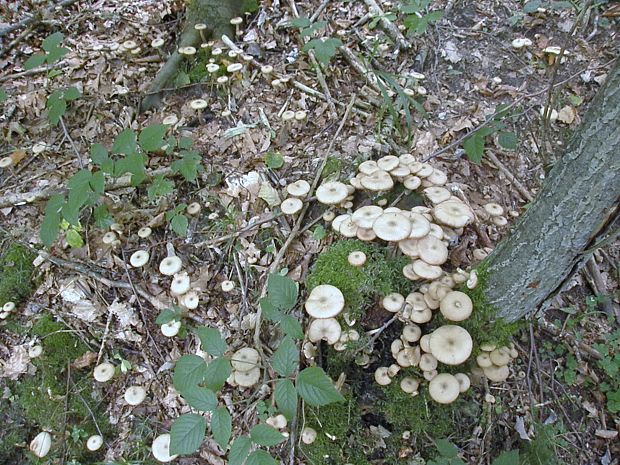 podpňovka obyčajná Armillaria mellea (Vahl) P. Kumm.