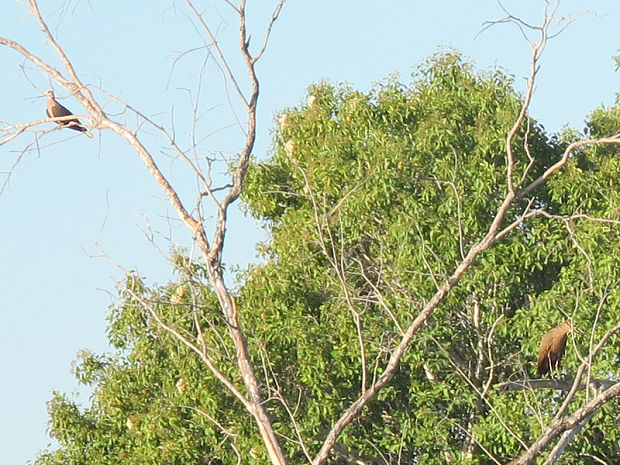 vtáky Aves cl.