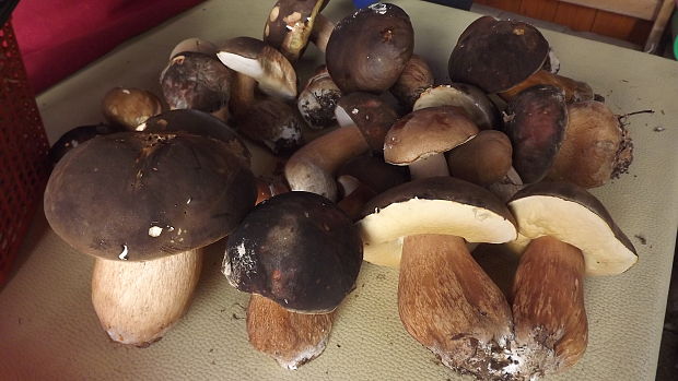 hríb dubový Boletus reticulatus Schaeff.