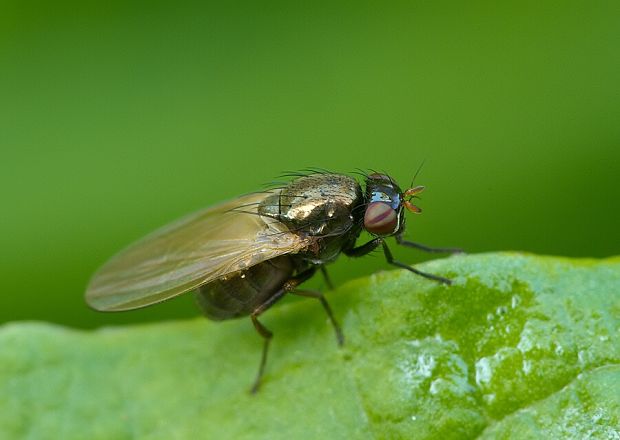 tieňovka Calliopum cf. aeneum