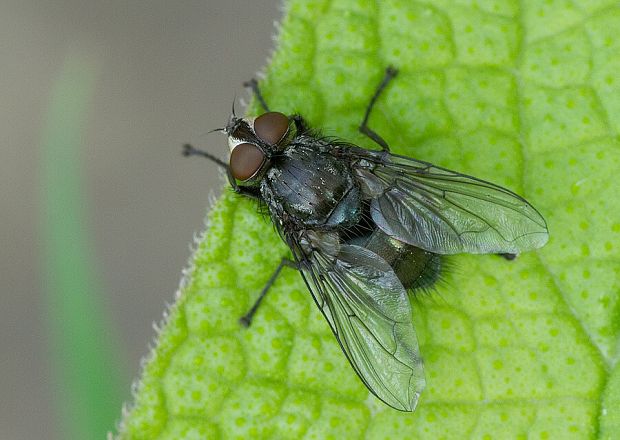 bzučivka červenohlavá Calliphora vomitoria