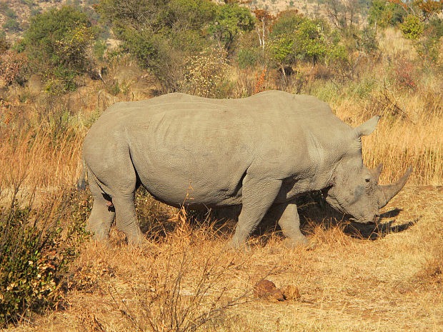 nosorožec tuponosý Ceratotherium simum simum