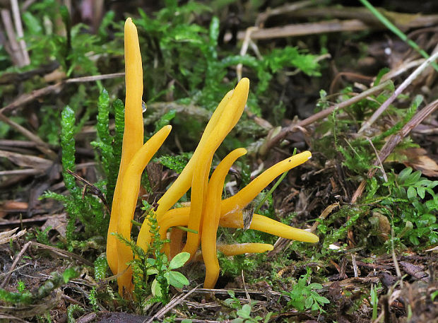 pakonárovka Clavulinopsis sp.