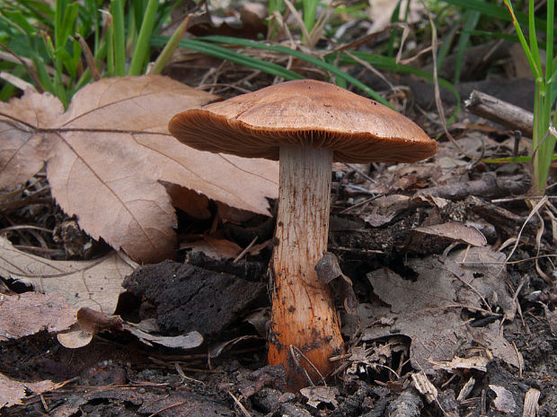 pavučinovec Bulliardov Cortinarius bulliardii (Pers.) Fr.