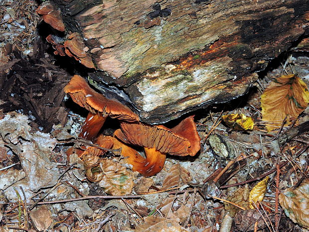 pavučinovec hnedočervený Cortinarius purpureus (Bull.) Bidaud, Moënne-Locc. & Reumaux