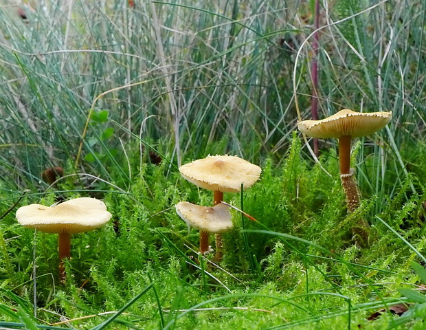 zrnivka okrová Cystoderma amianthinum (Scop.) Fayod