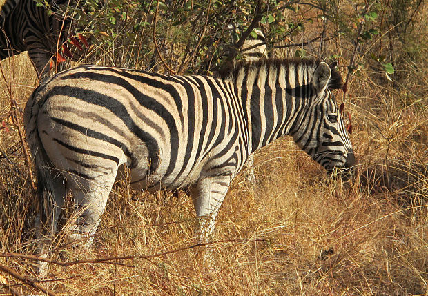 zebra kvaga ňaskomozambická Equus quagga chapmani