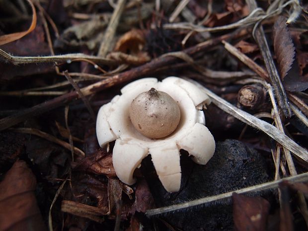 hviezdovka strapkatá Geastrum fimbriatum Fr.