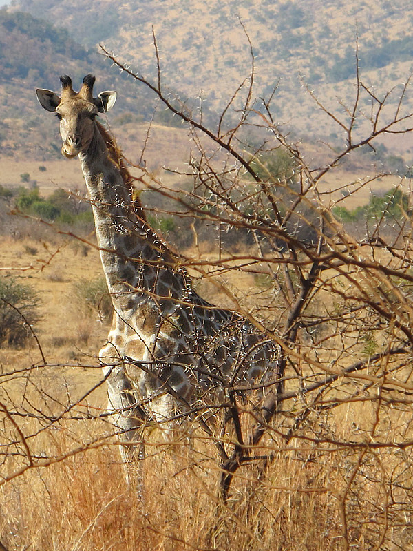 žirafa juhoafrická juhoafrická Giraffa giraffa giraffa