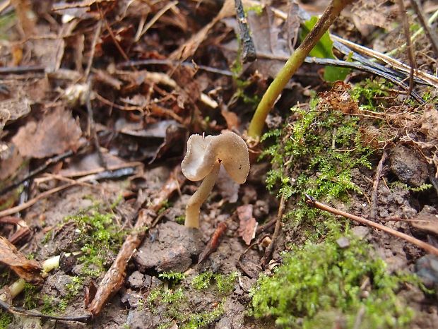 chriapač sedlovitý Helvella ephippium Lév.