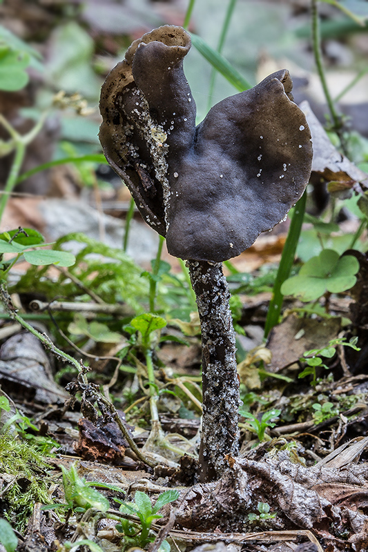 chriapač Helvella sp.