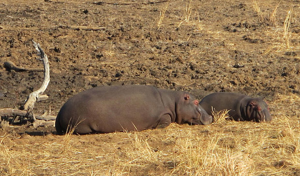 hroch obojživelný Hippopotamus amphibius capensis