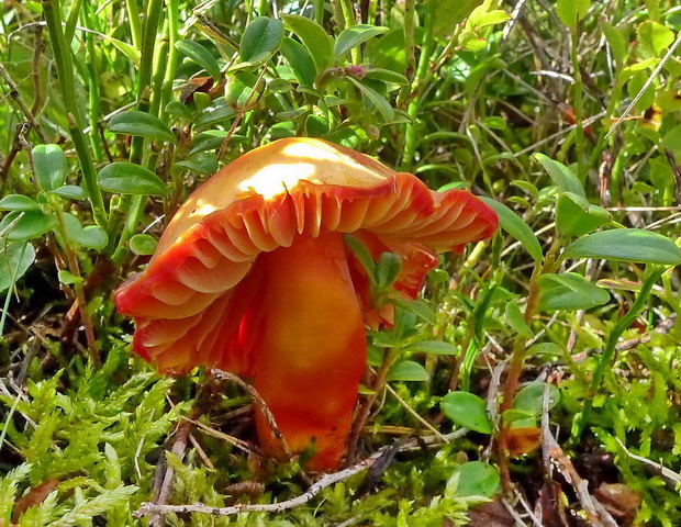 lúčnica nádherná Hygrocybe cf. splendidissima (P.D. Orton) M.M. Moser