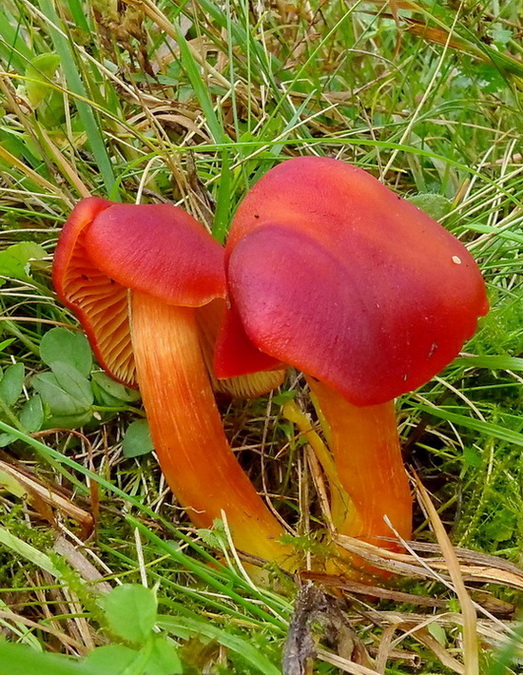 lúčnica granátovočervená Hygrocybe punicea (Fr.) P. Kumm.