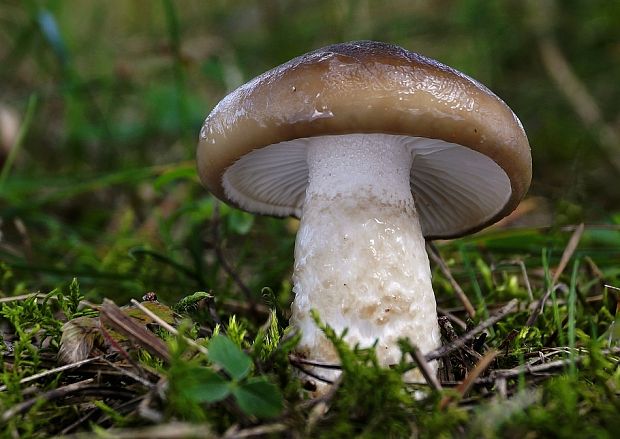 šťavnačka hnedobiela Hygrophorus latitabundus Britzelm.