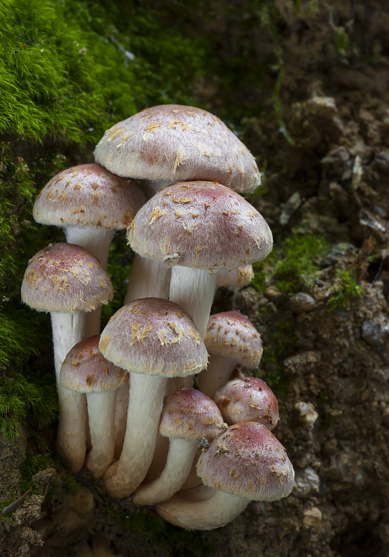 strapcovka tehlovočervená Hypholoma lateritium (Schaeff.) P. Kumm.