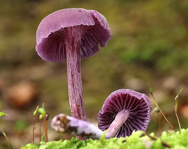 lakovka ametystová Laccaria amethystina (Huds.) Cooke