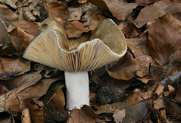 rýdzik ostrý Lactarius acris (Bolton) Gray