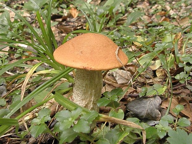 kozák osikový Leccinum albostipitatum den Bakker & Noordel.