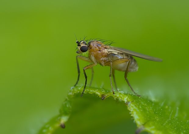 mušenka Lonchoptera lutea