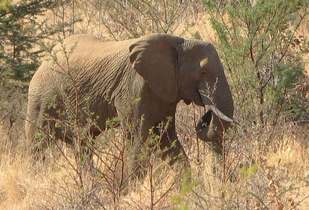 slon africký Loxodonta africana