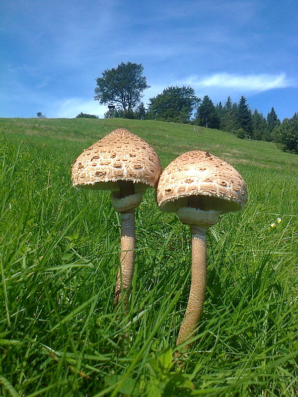 bedľa vysoká Macrolepiota procera (Scop.) Singer