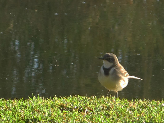 trasochvost bielohrdlý Motacilla capensis