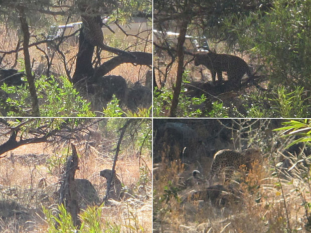 leopard škvrnitý Panthera pardus pardus