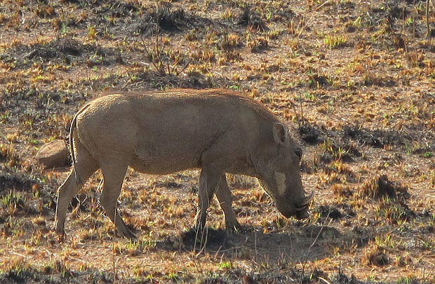 prasa savanové Phacochoerus africanus sundevallii