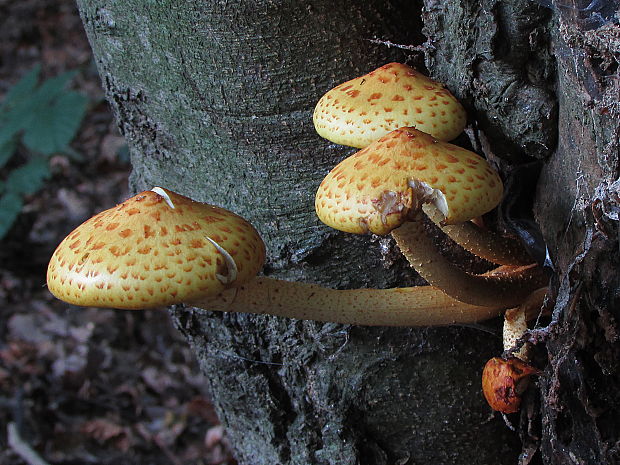 šupinovka slizká Pholiota adiposa (Batsch) P. Kumm.