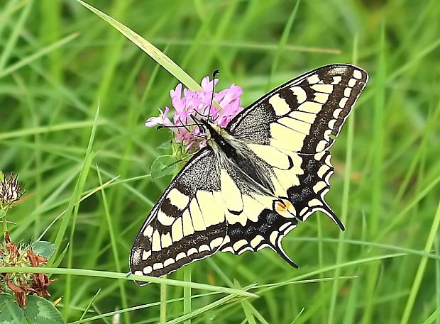 vidlochvost feniklový Popilio machaon L.