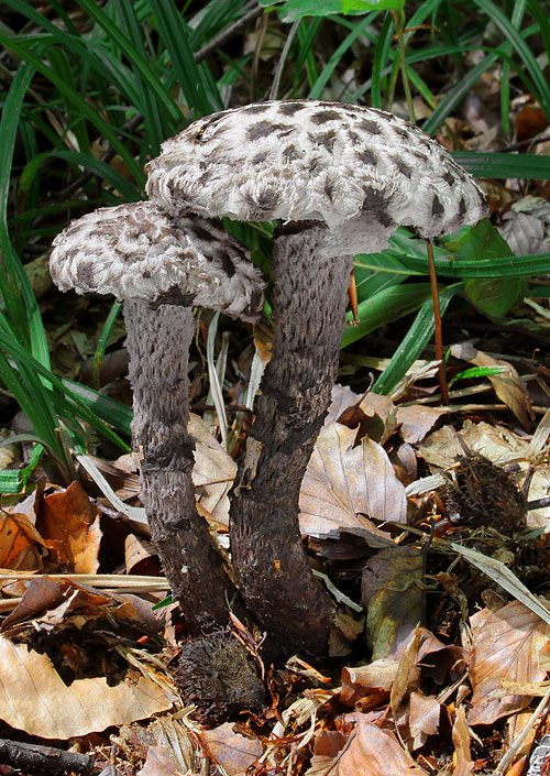 šiškovec šupinatý Strobilomyces strobilaceus (Scop.) Berk.