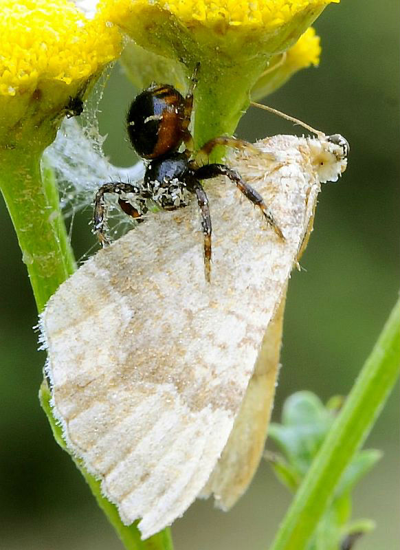 bežník  Synema globosum