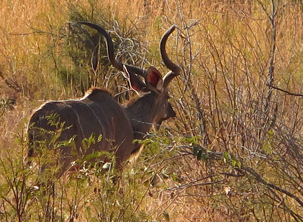 kudu veľký Tragelaphus strepsiceros strepsiceros