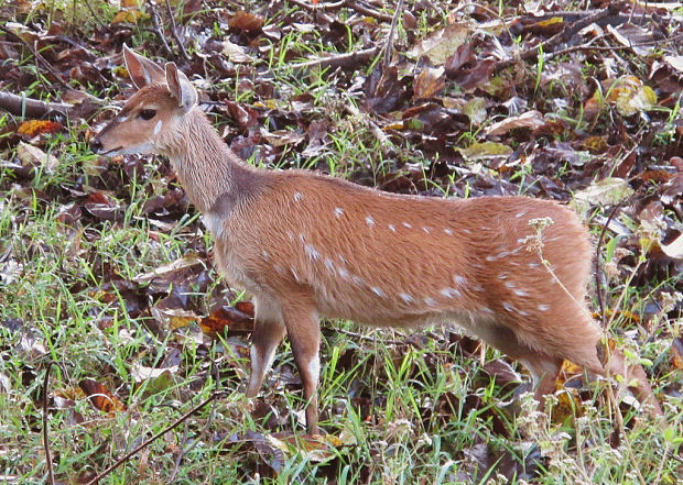 lesoň lužný Tragelaphus sylvaticus