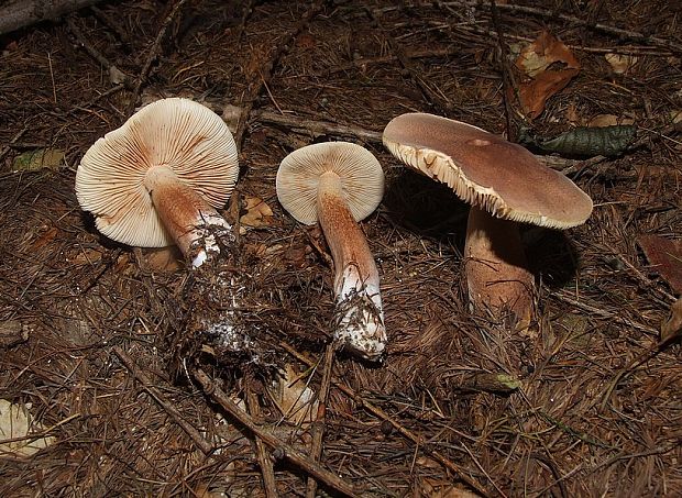 čírovka Tricholoma subfusipes Kosina & Bon