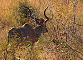 kudu veľký