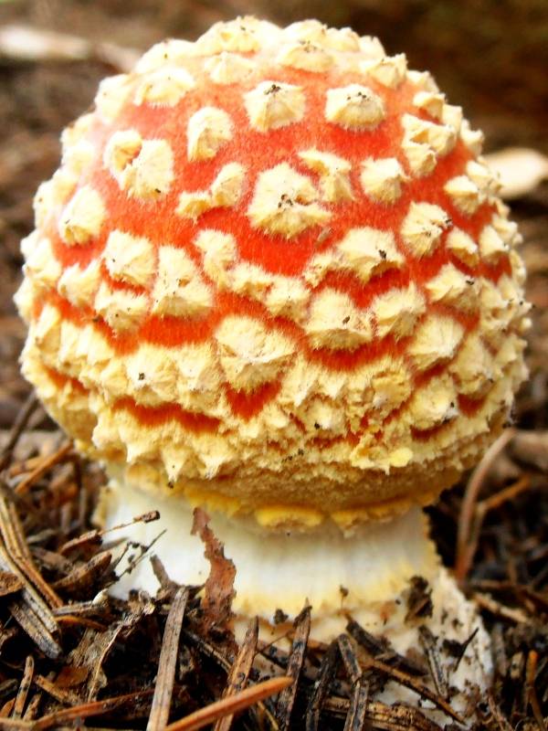 muchotrávka červená Amanita muscaria (L.) Lam.