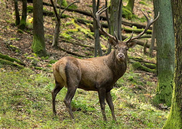 jeleň lesný  Cervus elaphus